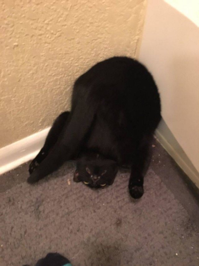 Broken Cats (48 pics)
