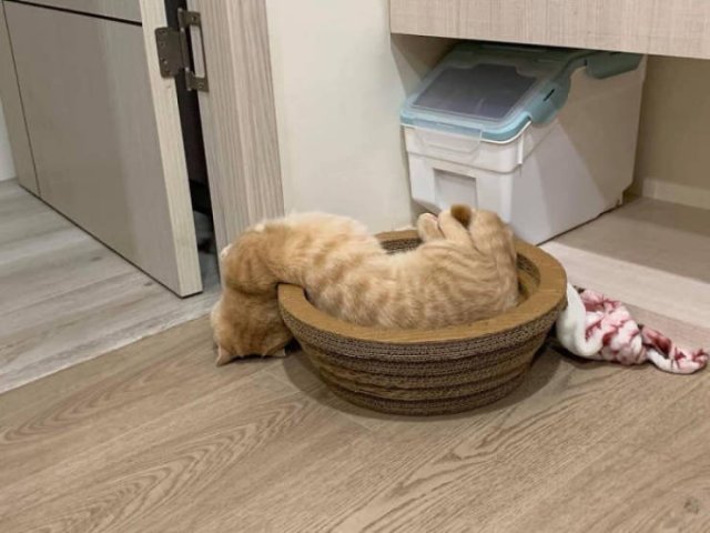 Broken Cats (48 pics)