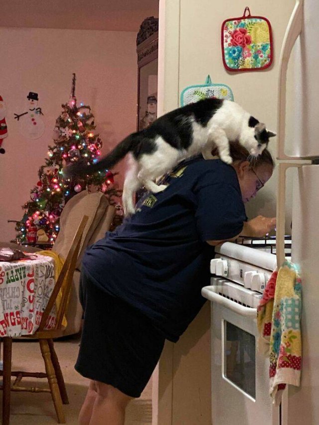 Broken Cats (48 pics)