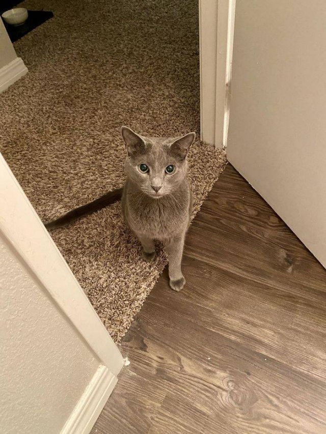 Broken Cats (48 pics)