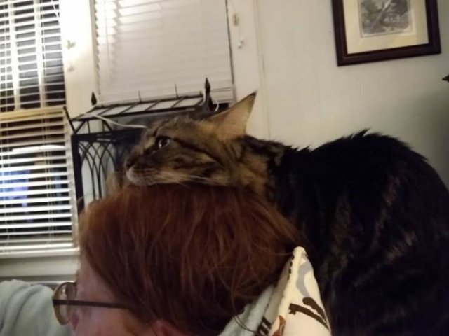 Broken Cats (48 pics)