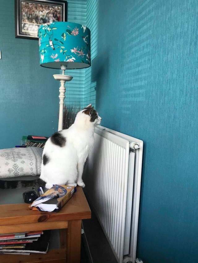 Broken Cats (48 pics)