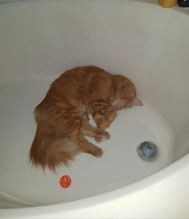 Broken Cats (48 pics)
