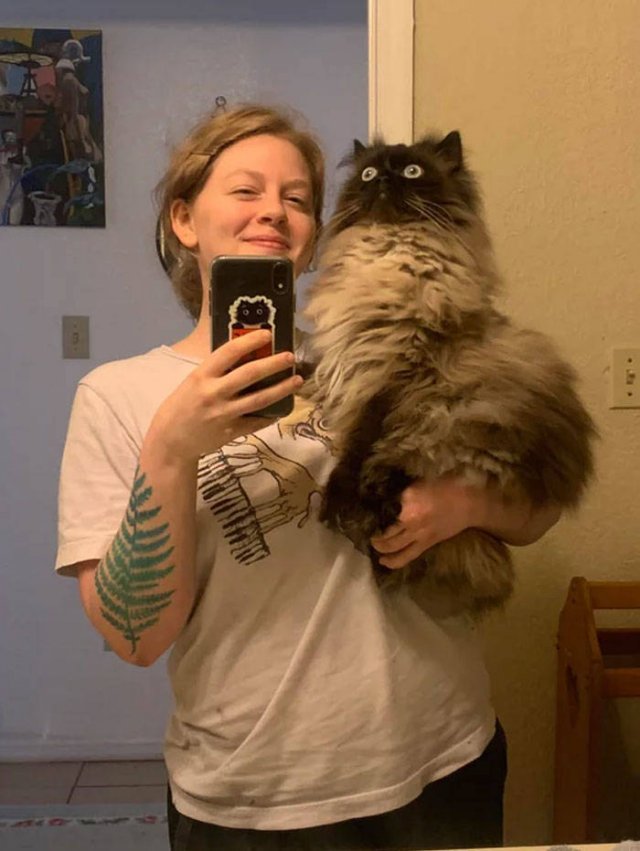 Broken Cats (48 pics)
