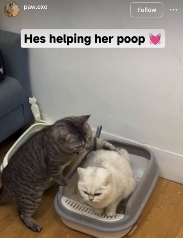 Funny Cats (30 pics)