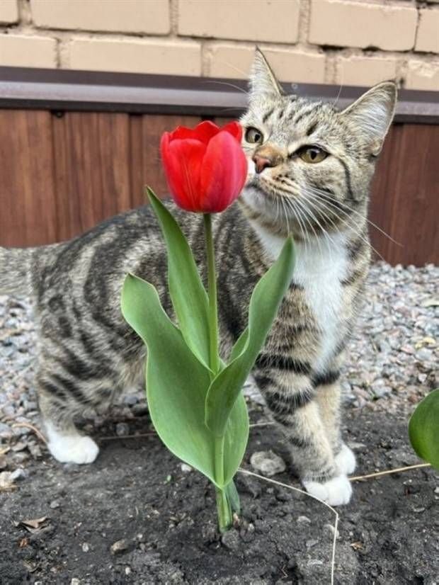 Funny Cats (30 pics)