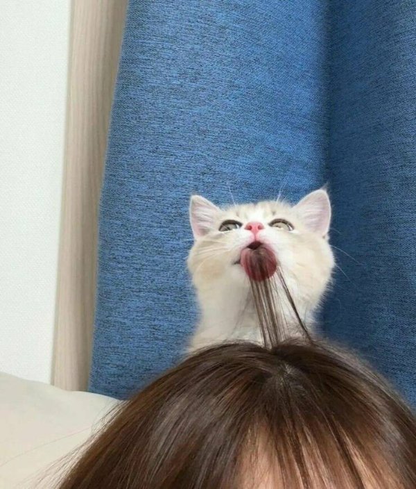 Funny Cats (30 pics)