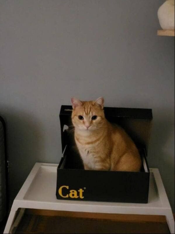 Funny Cats (30 pics)