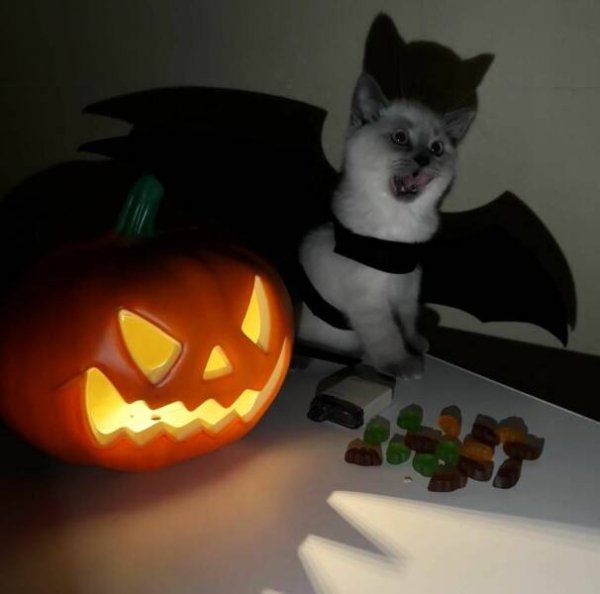 Funny Cats (30 pics)