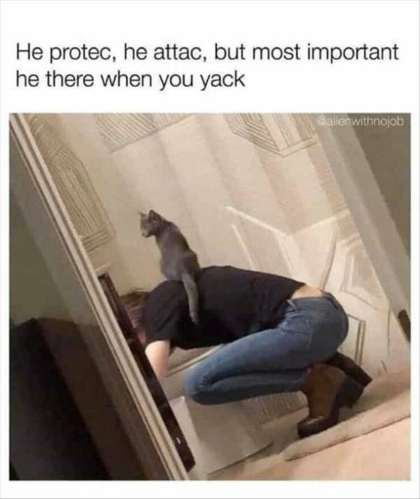 Funny Cats (30 pics)