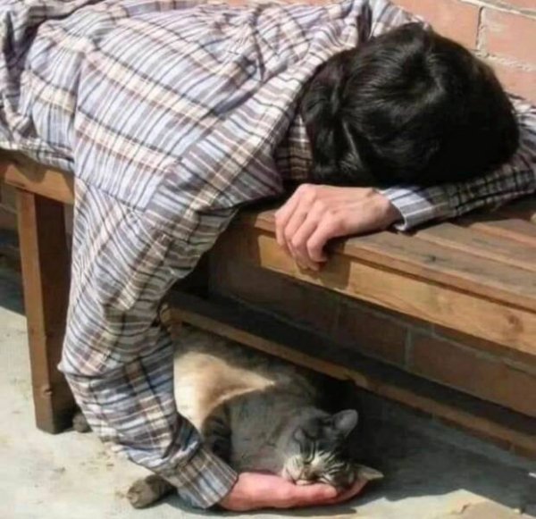Funny Cats (30 pics)