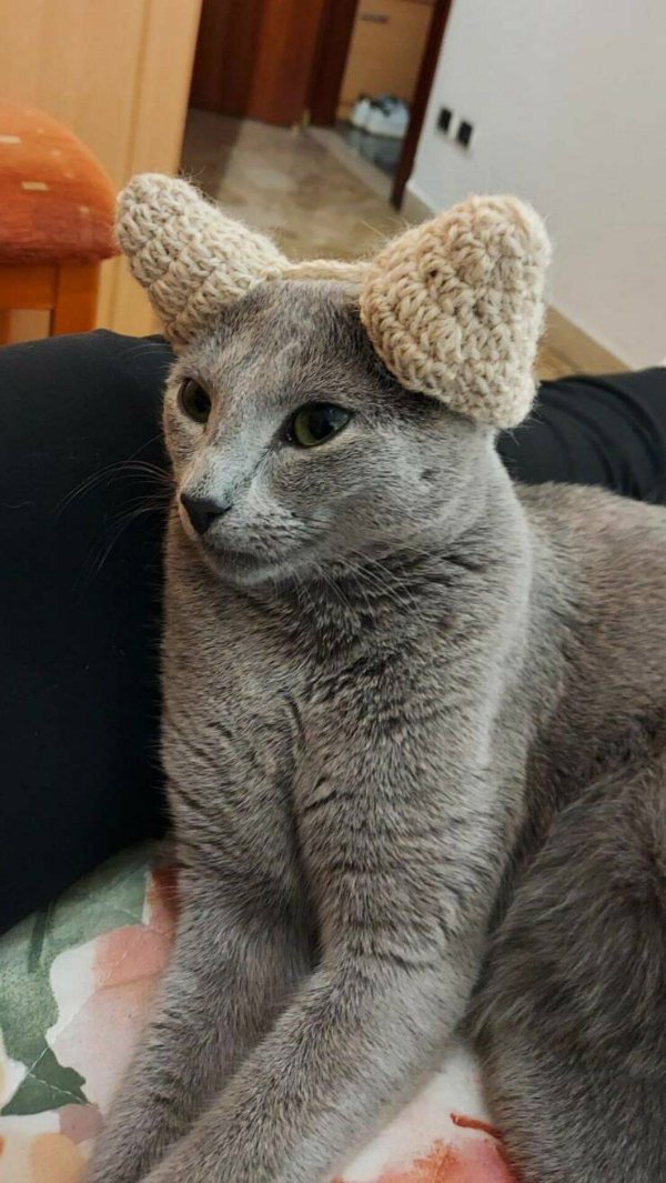 Funny Cats (30 pics)