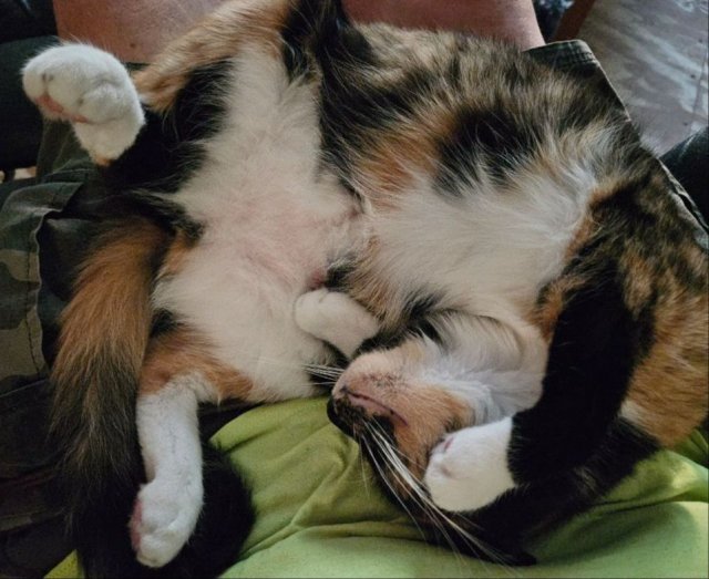 Funny Cats (30 pics)