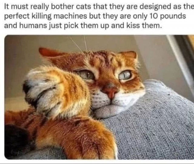 Funny Cats (30 pics)