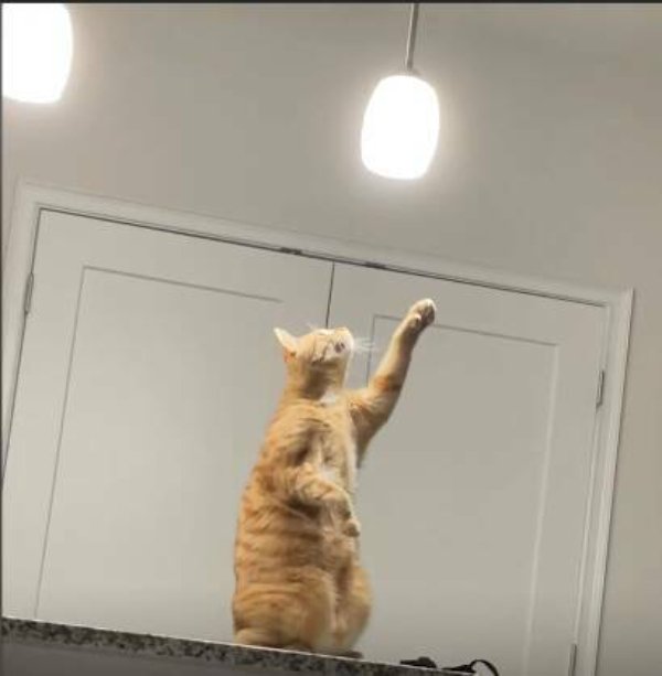 Funny Cats (30 pics)