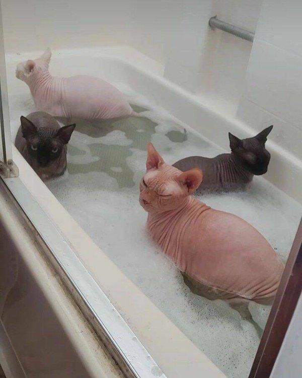 Funny Cats (30 pics)