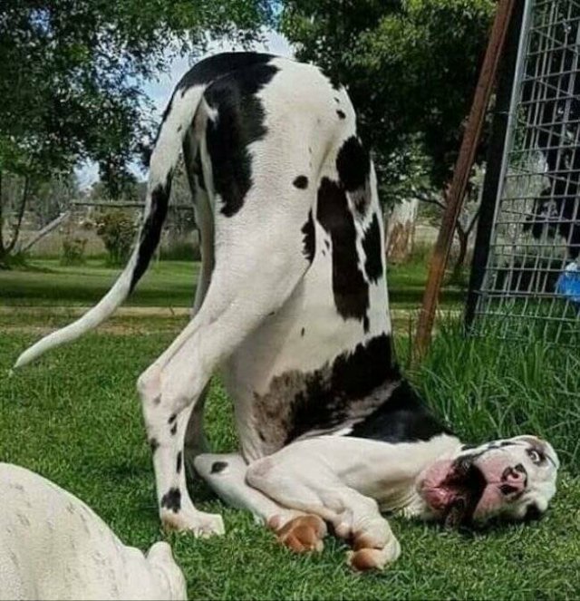 Funny Animals (21 pics)