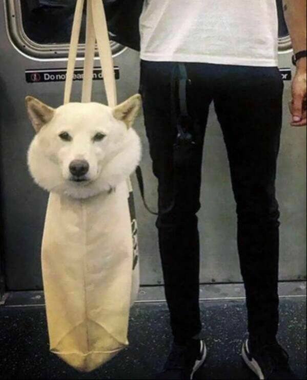 Funny Animals (21 pics)