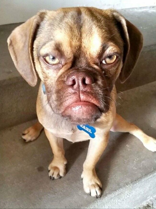 Funny Animals (21 pics)