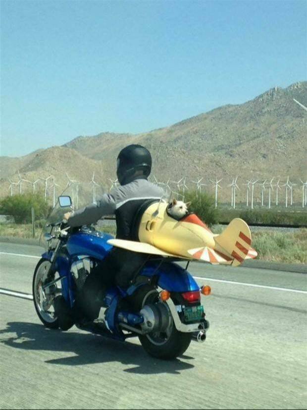 Funny Animals (21 pics)