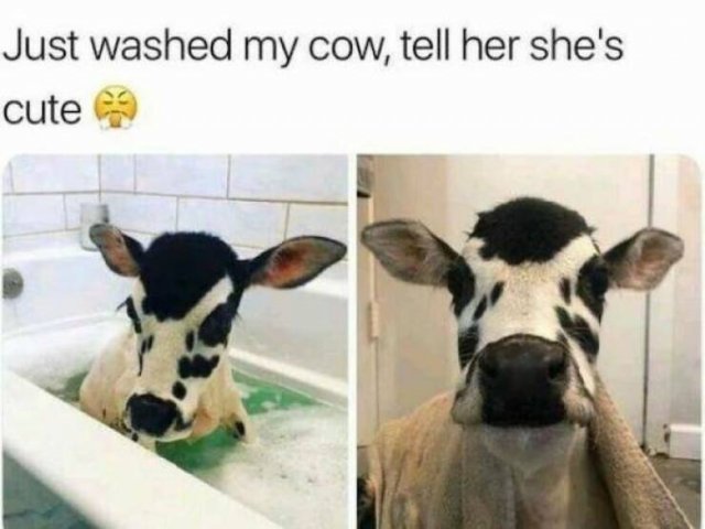 Funny Animals (21 pics)