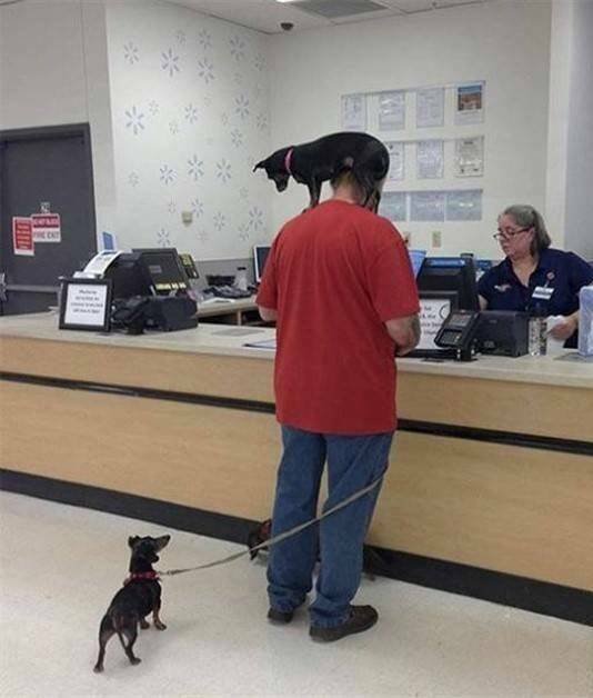 Funny Animals (21 pics)