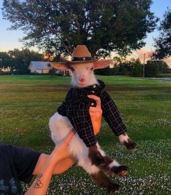 Funny Animals (21 pics)