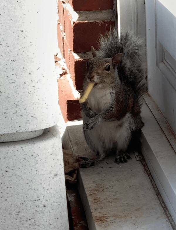 Funny Animals (21 pics)