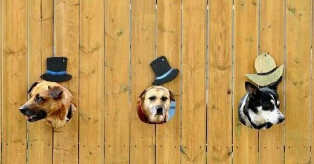 Funny Animals (21 pics)