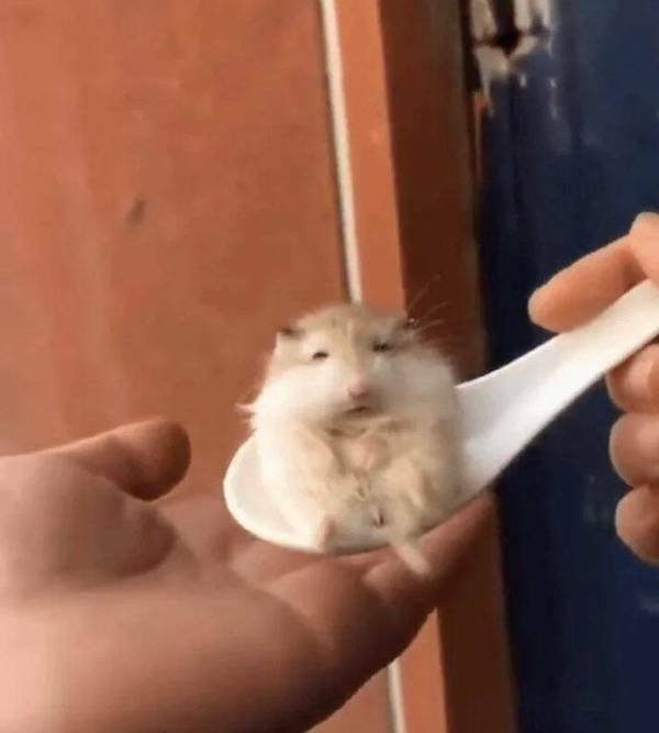 Funny Animals (21 pics)