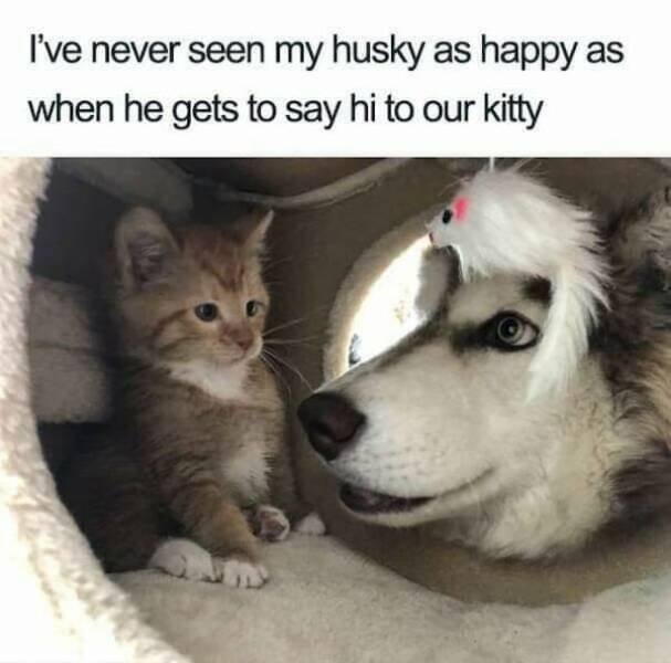 Funny Animals (21 pics)