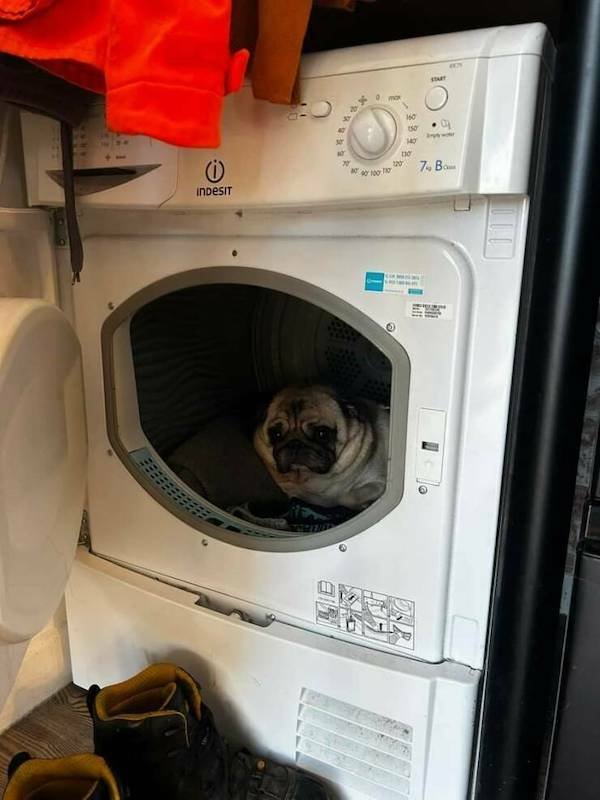 Funny Animals (21 pics)
