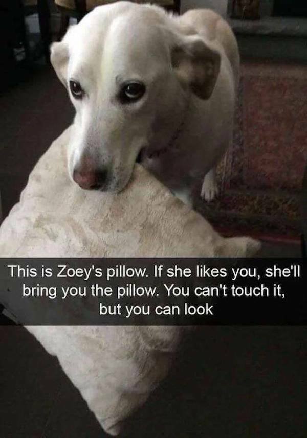 Funny Animals (21 pics)