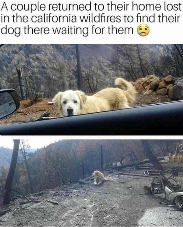 Funny Animals (21 pics)