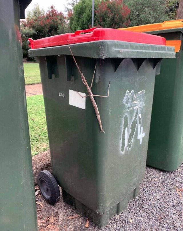 Creepy Finds In Australia (20 pics)