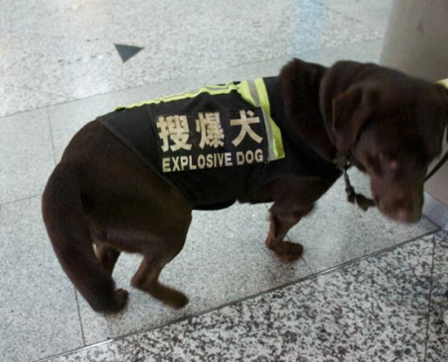 Failed Translation (13 pics)