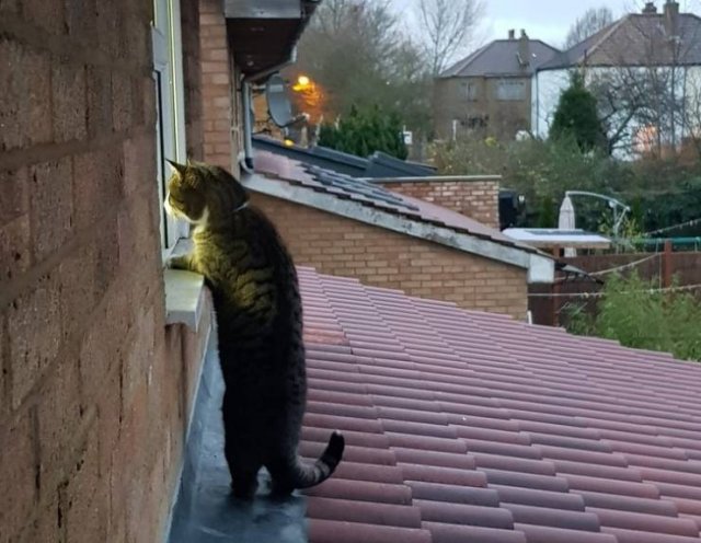 Their Arrogance Knows No Limits (17 pics)
