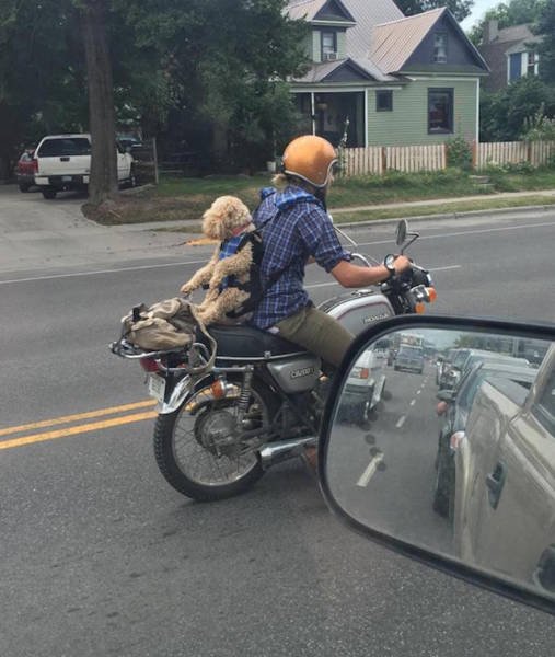 Strange Encounters On The Roads (44 pics)