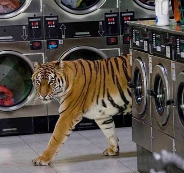 What Is Going On Here? (49 pics)