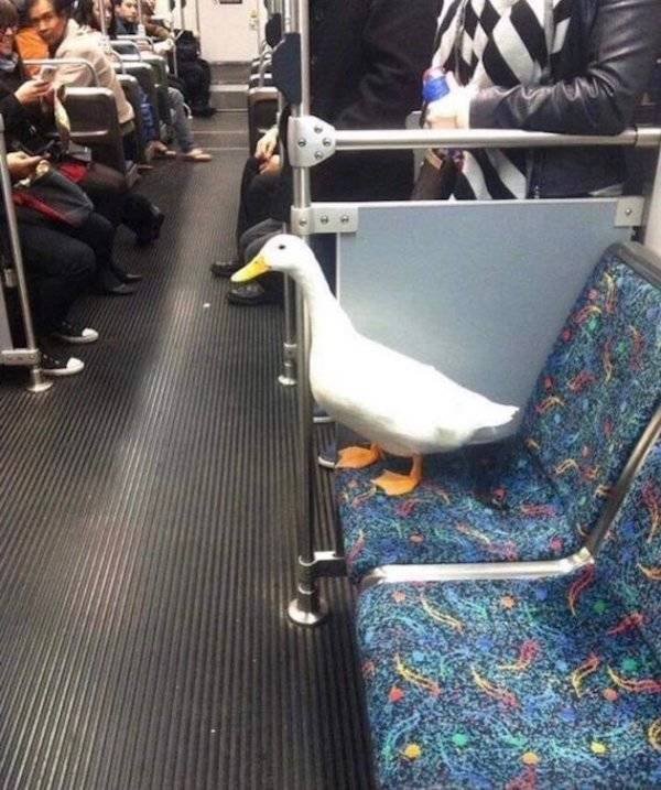 What Is Going On Here? (49 pics)