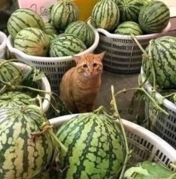 What Is Going On Here? (49 pics)