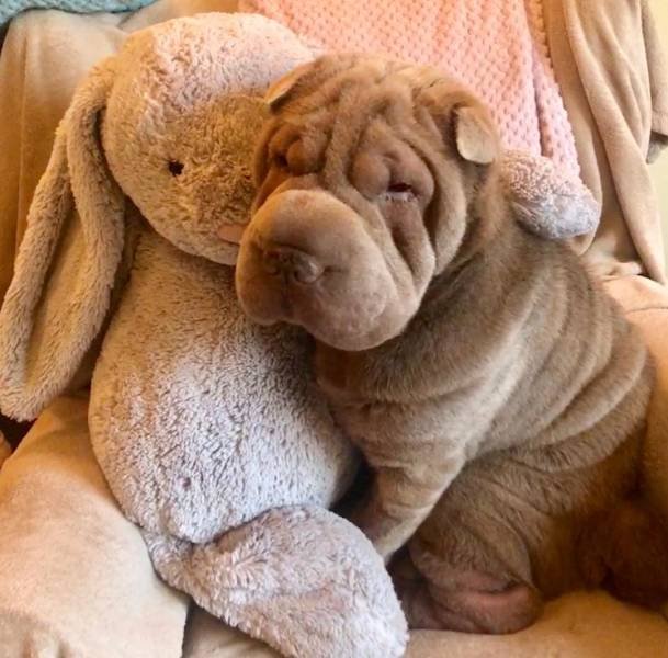 They Are Very Afraid Of Veterinarians (24 pics) They Are Very Afraid Of Veterinarians (24 pics)