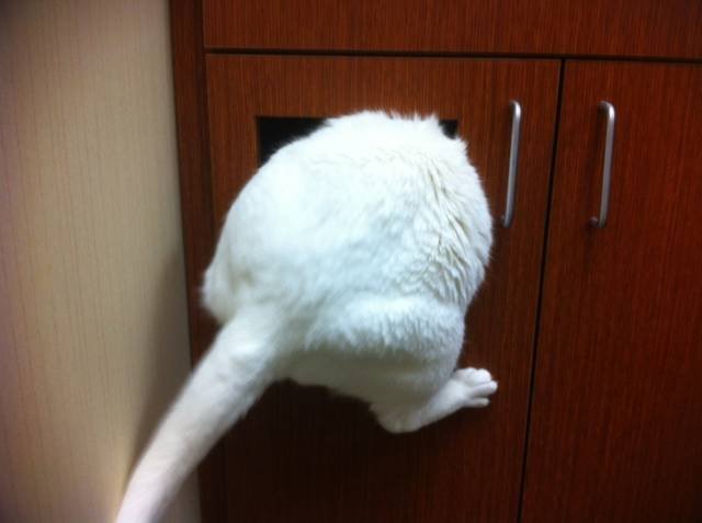 They Are Very Afraid Of Veterinarians (24 pics) They Are Very Afraid Of Veterinarians (24 pics)