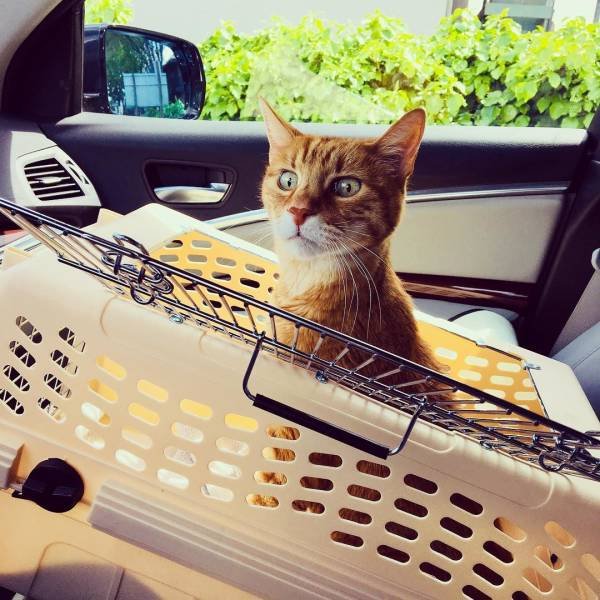 They Are Very Afraid Of Veterinarians (24 pics) They Are Very Afraid Of Veterinarians (24 pics)