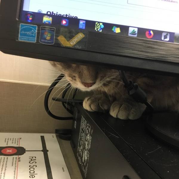 They Are Very Afraid Of Veterinarians (24 pics) They Are Very Afraid Of Veterinarians (24 pics)