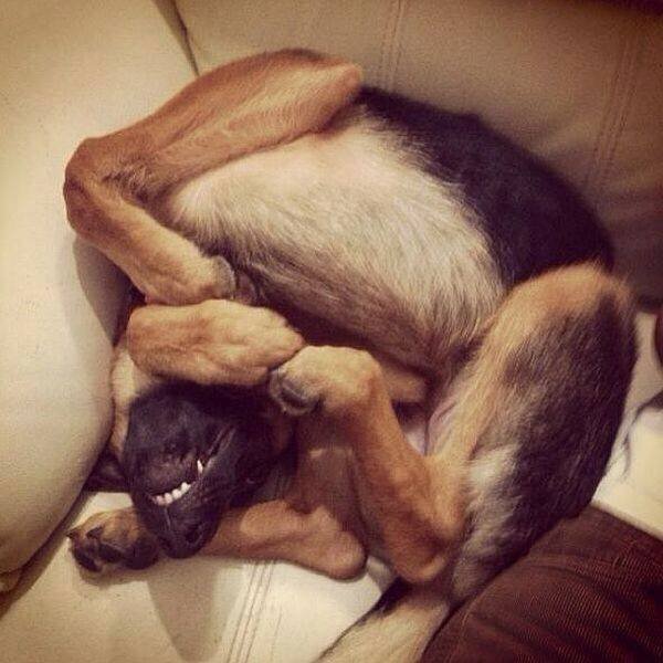 Broken Dogs (23 pics)