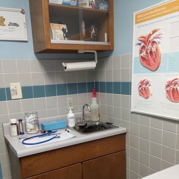 They Are Very Afraid Of Veterinarians (24 pics) They Are Very Afraid Of Veterinarians (24 pics)