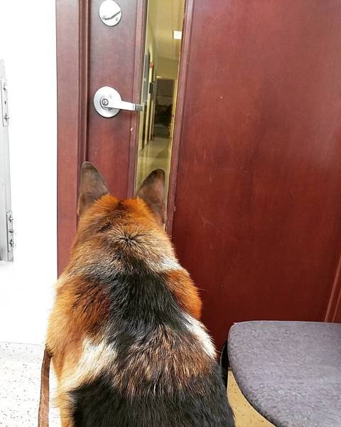 They Are Very Afraid Of Veterinarians (24 pics) They Are Very Afraid Of Veterinarians (24 pics)