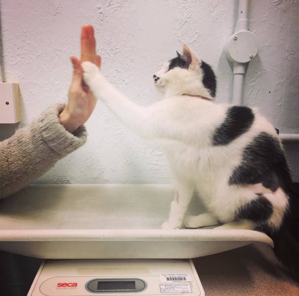 They Are Very Afraid Of Veterinarians (24 pics) They Are Very Afraid Of Veterinarians (24 pics)