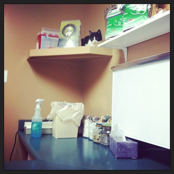 They Are Very Afraid Of Veterinarians (24 pics) They Are Very Afraid Of Veterinarians (24 pics)